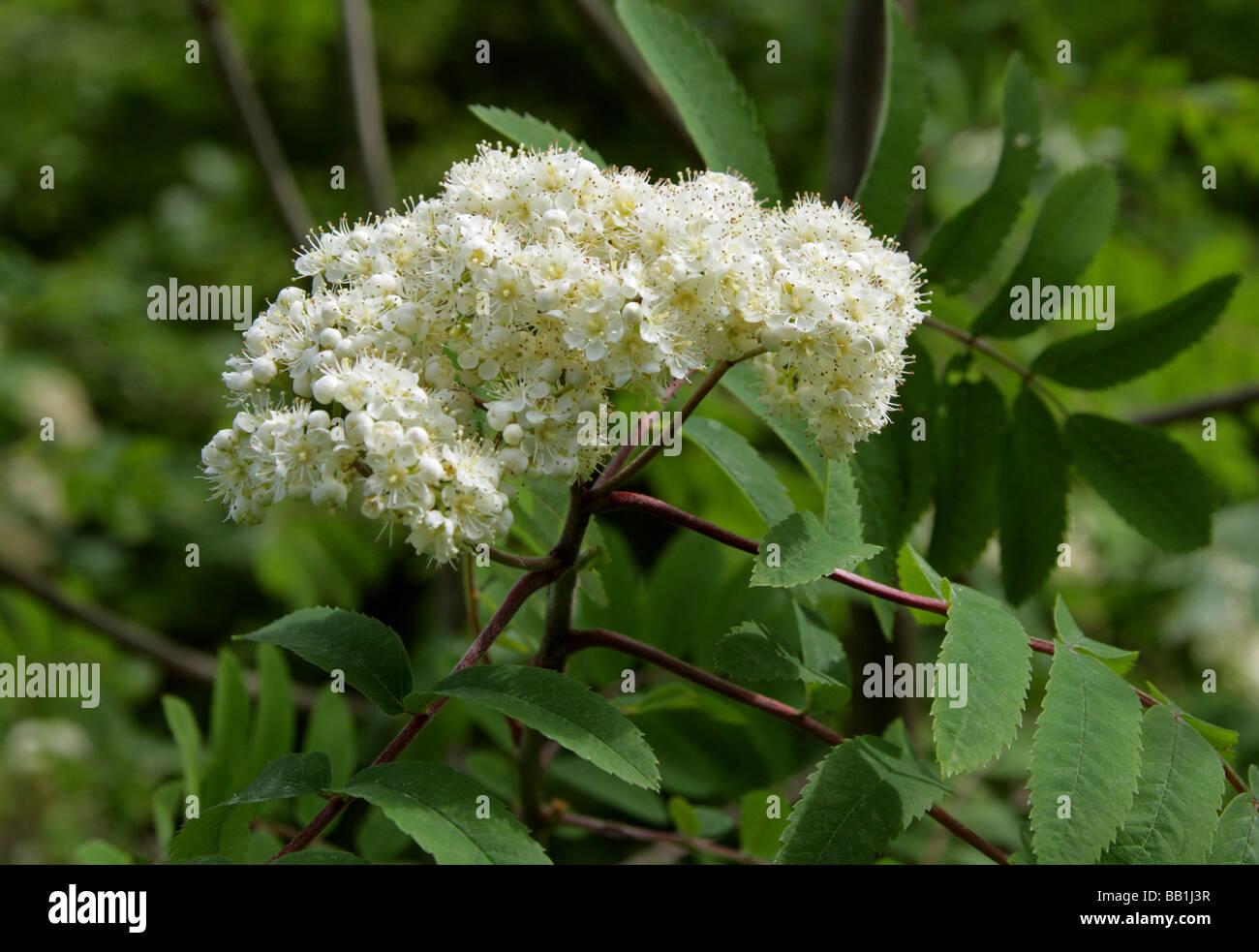 Rowan Tree or Mountain Ash Flowers, Sorbus aucuparia, Rosaceae Stock Photo