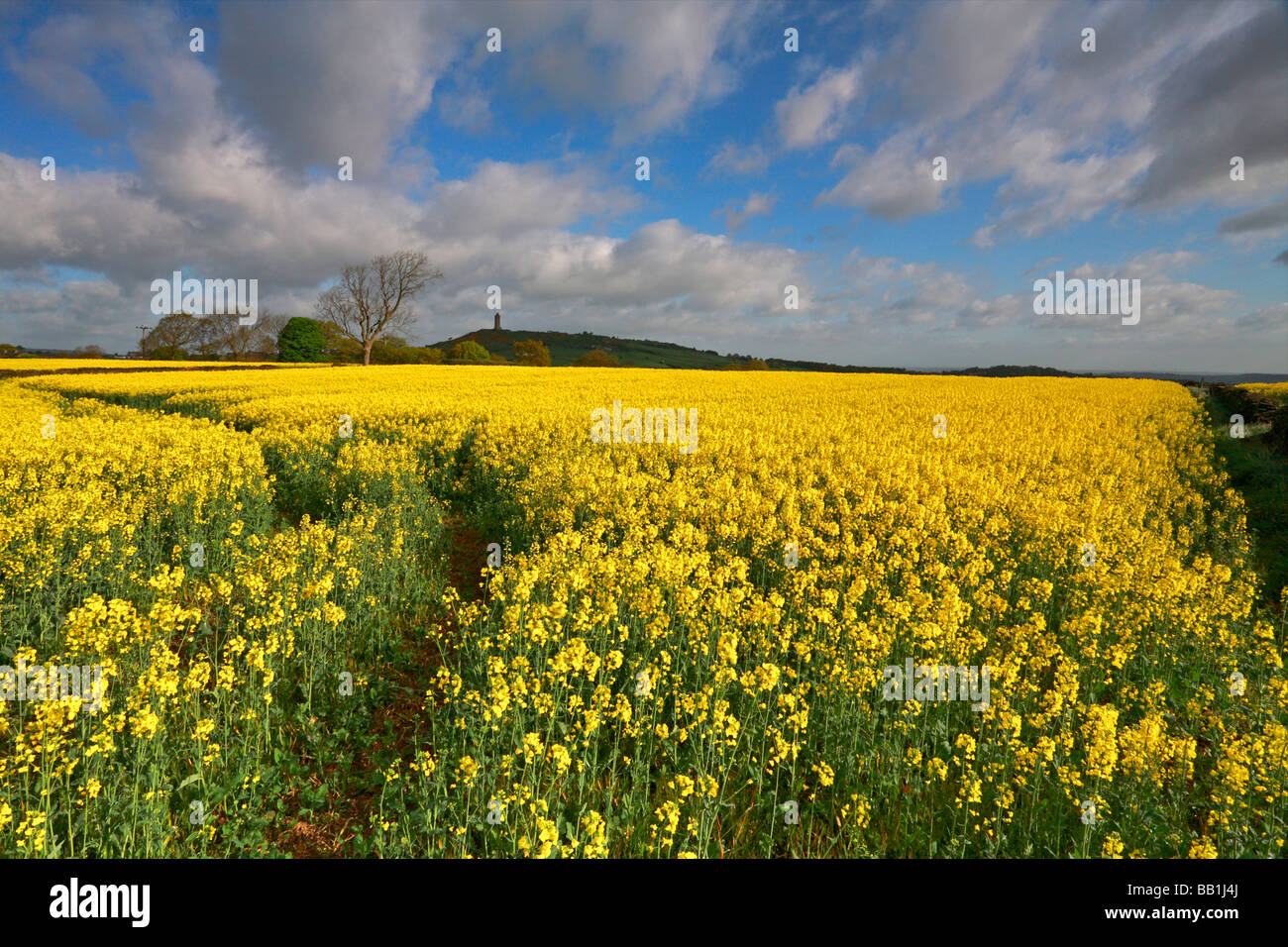 A field of rapeseed below Jubilee Tower on Castle Hill, Almondbury