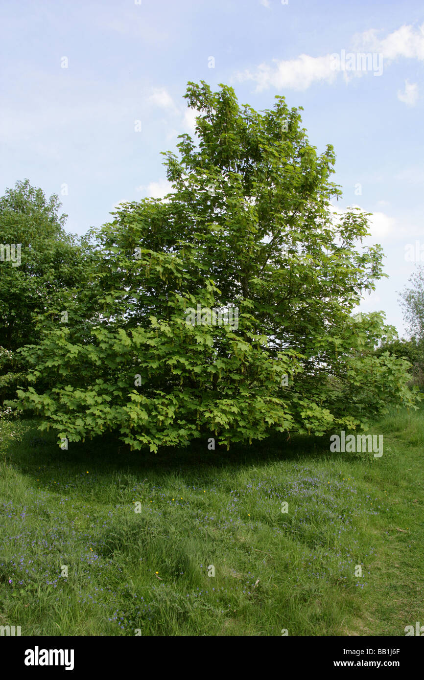 Young Sycamore Tree, Acer pseudoplatanus, Aceraceae Stock Photo