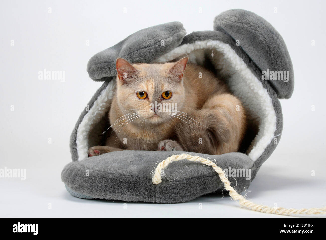 British Shorthair Cat Lilac Tortie Stock Photo 24008150 Alamy