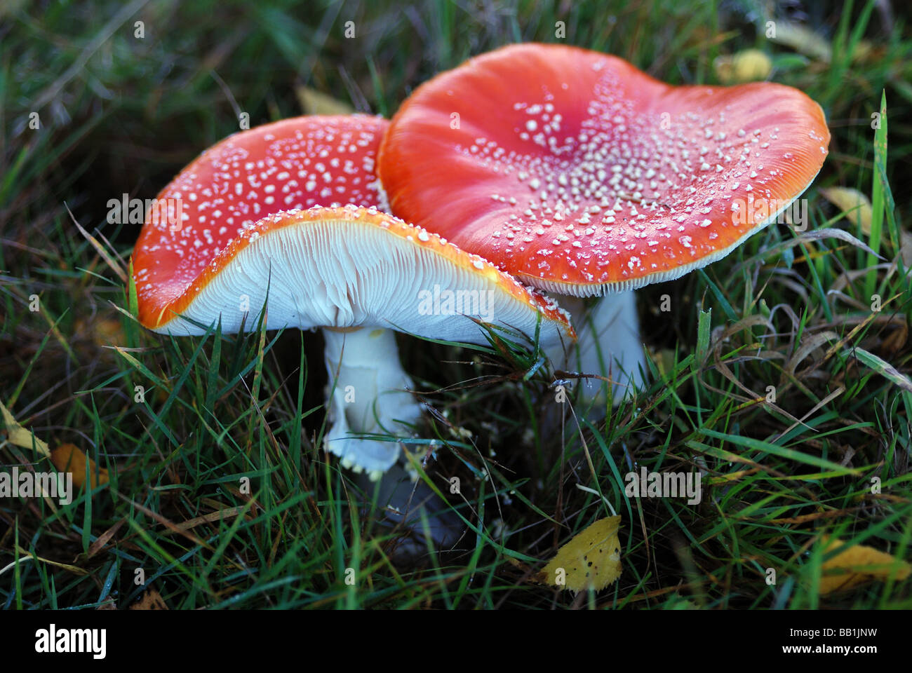FLY AGARIC (AMANITA MUSCARIA) TOADSTOOLS GROWING IN COUNTRYSIDE Stock Photo