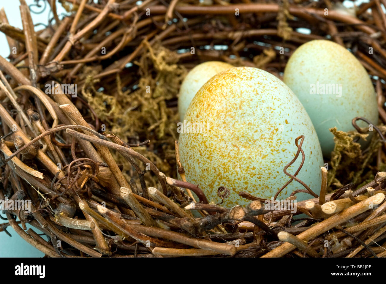 Three artificial eggs with gold paint in a bird's next build out of
