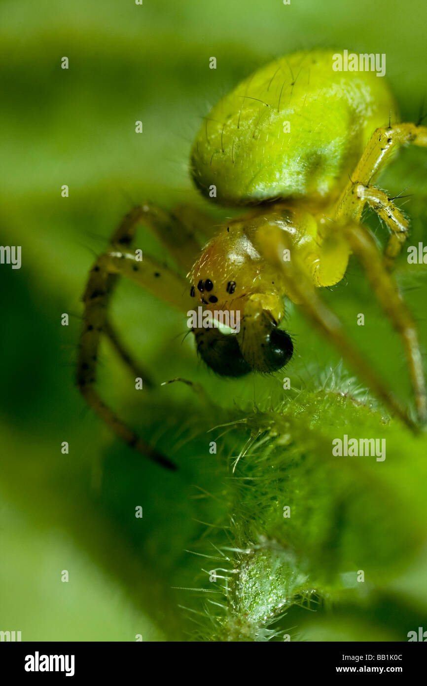 A close up of a cucumber green spider on nettle leaves Stock Photo