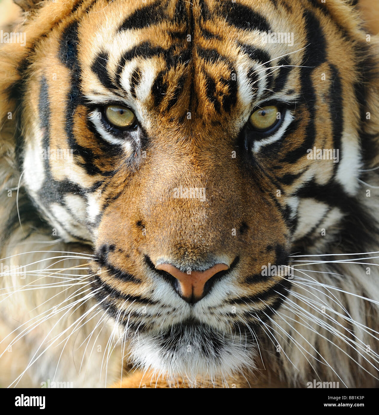 Tiger Face Stock Photo Alamy