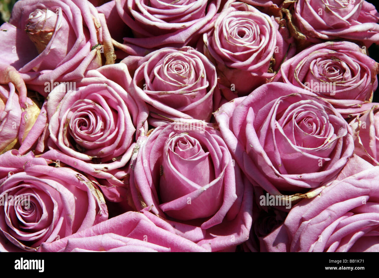 detail of bunch of old dead pink roses in sun Stock Photo - Alamy