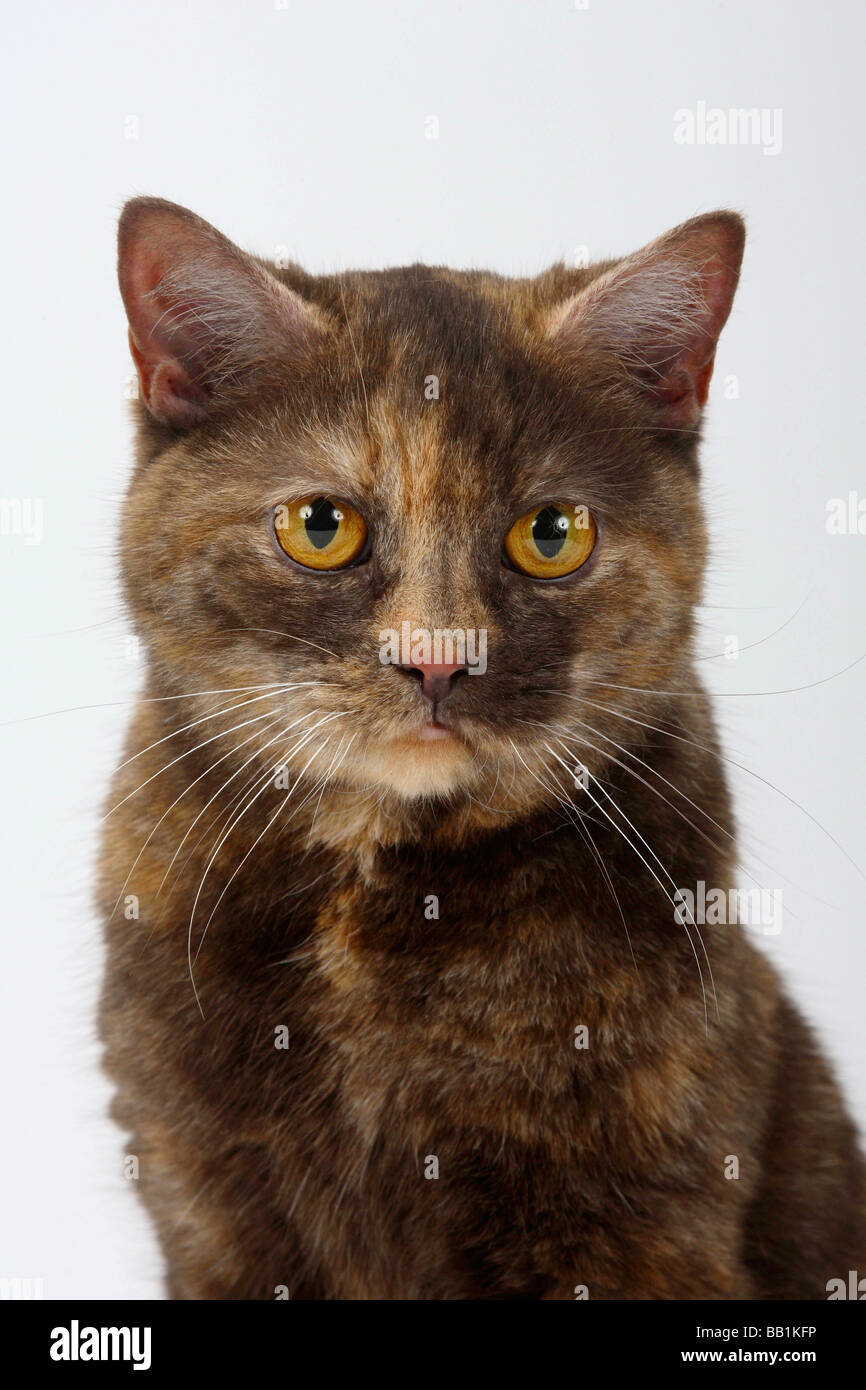 British Shorthair Cat chocolate tortie Stock Photo - Alamy