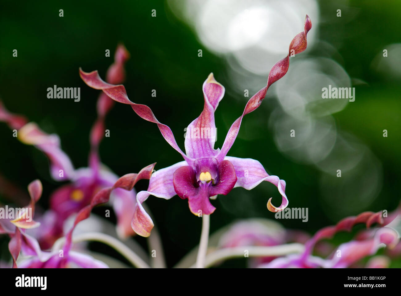 A special variety of orchid Stock Photo Alamy