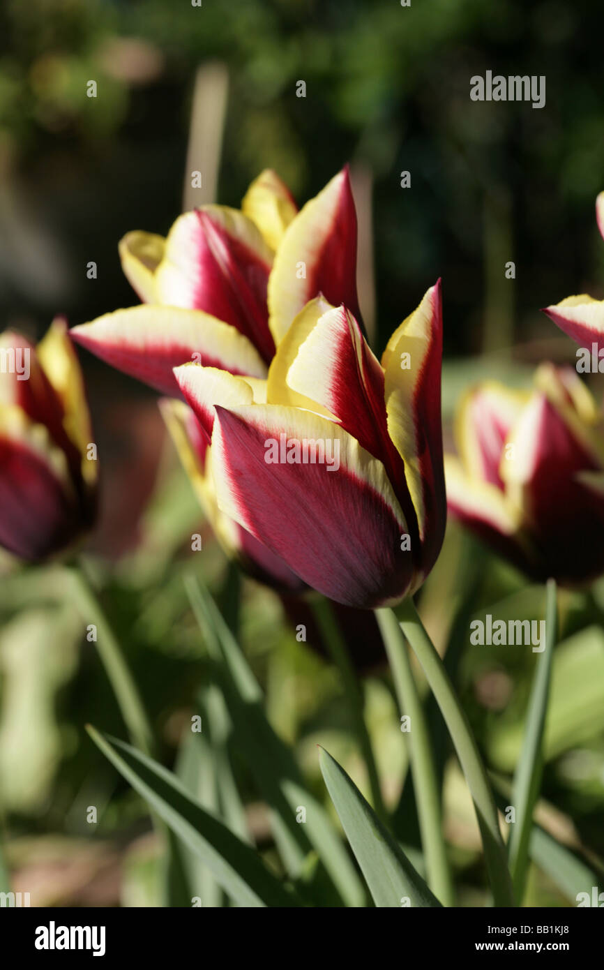 Tulip variety Gavota in a garden Cheshire England Stock Photo
