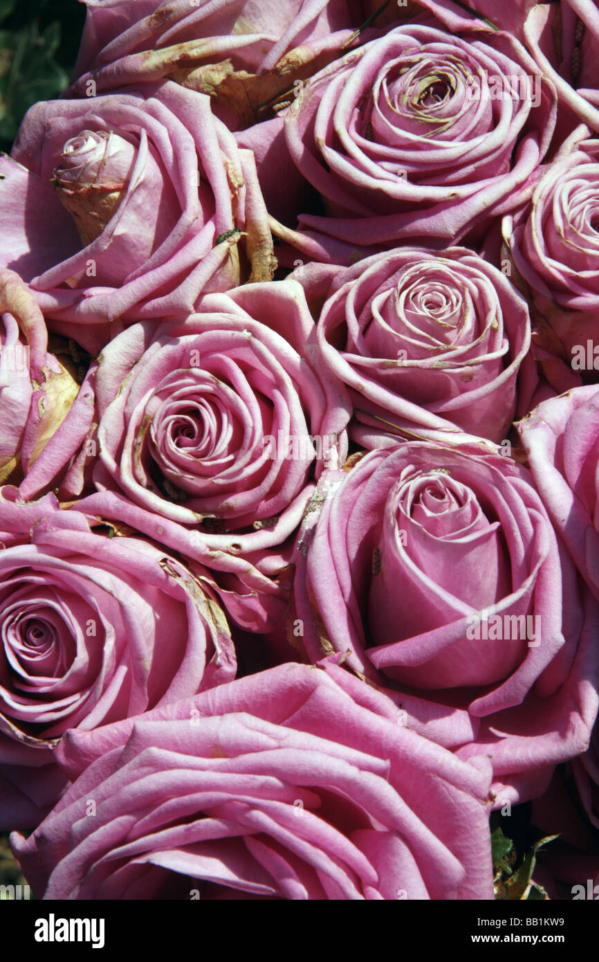 Dead red roses flower garden hi-res stock photography and images - Alamy
