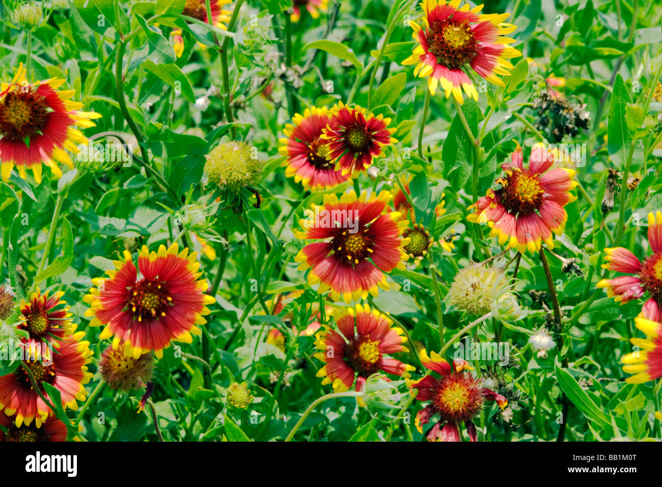 Bunch of Indian Blanket Gaillardia pulchella wildflower plants and blossoms in field Stock Photo