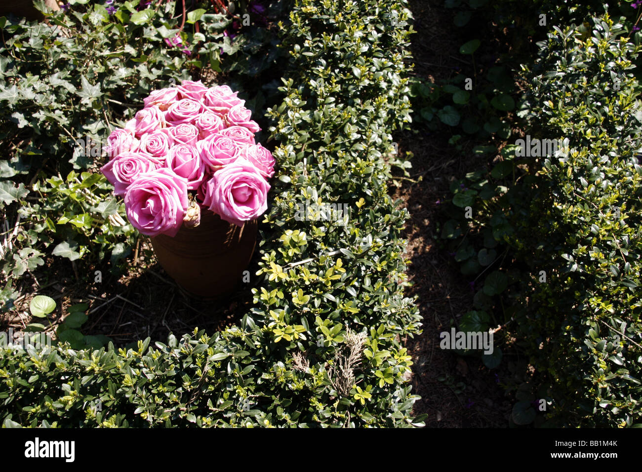 Dead red roses on grass hi-res stock photography and images - Alamy