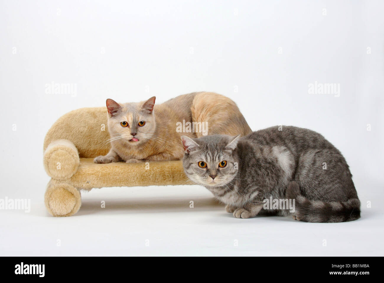 British Shorthair Cats Lilac Tortie And Blue Silver Tabby Stock