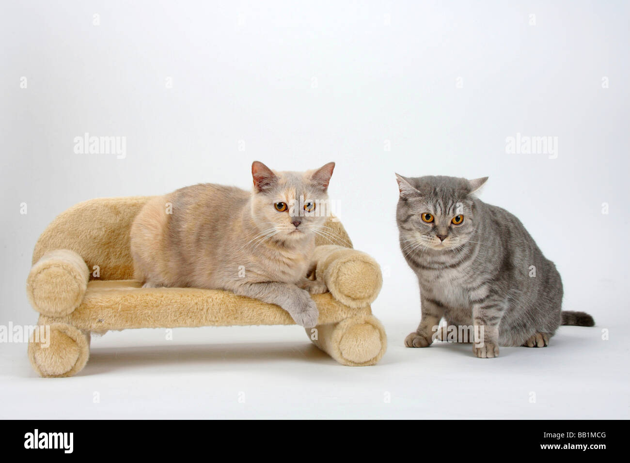 British Shorthair Cats lilac tortie and blue silver tabby Stock Photo