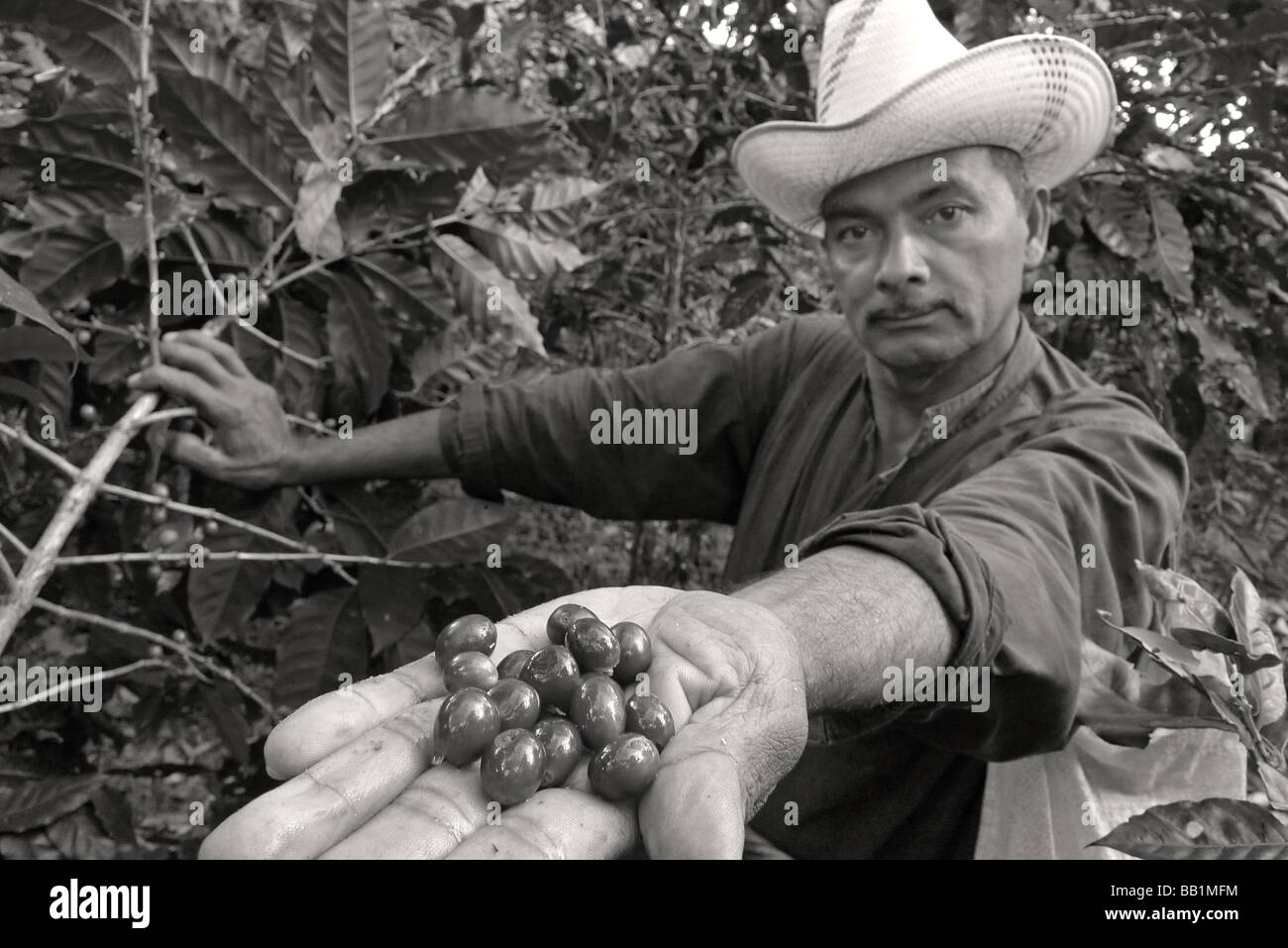 Cafe De Nicaragua Hi Res Stock Photography And Images Alamy