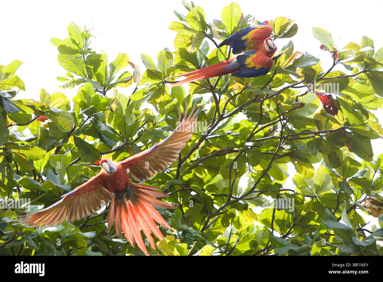 Scarlet Macaws fly overhead in the Corcovado National Park in Costa Rica Stock Photo
