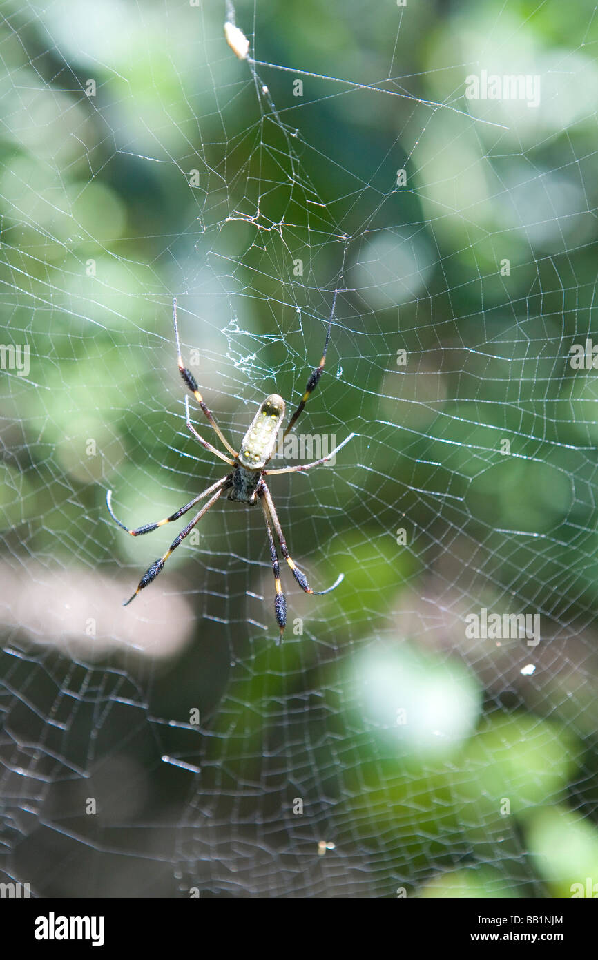 A spider in the Corcovado National Park jungle in Costa Rica Stock Photo