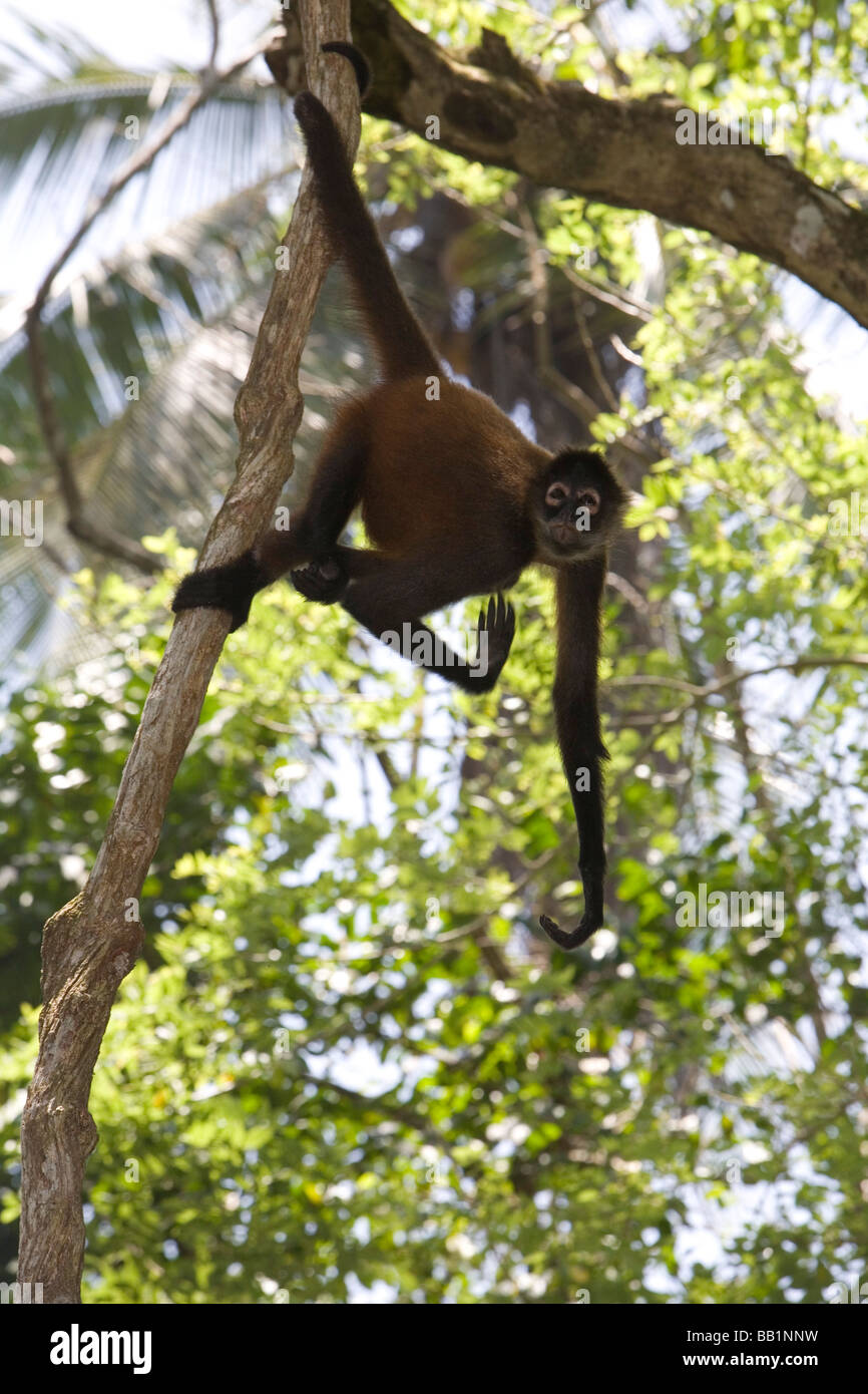 A spider monkey hangs from his tail in the jungle of Corcovado National Park, Costa Rica Stock Photo