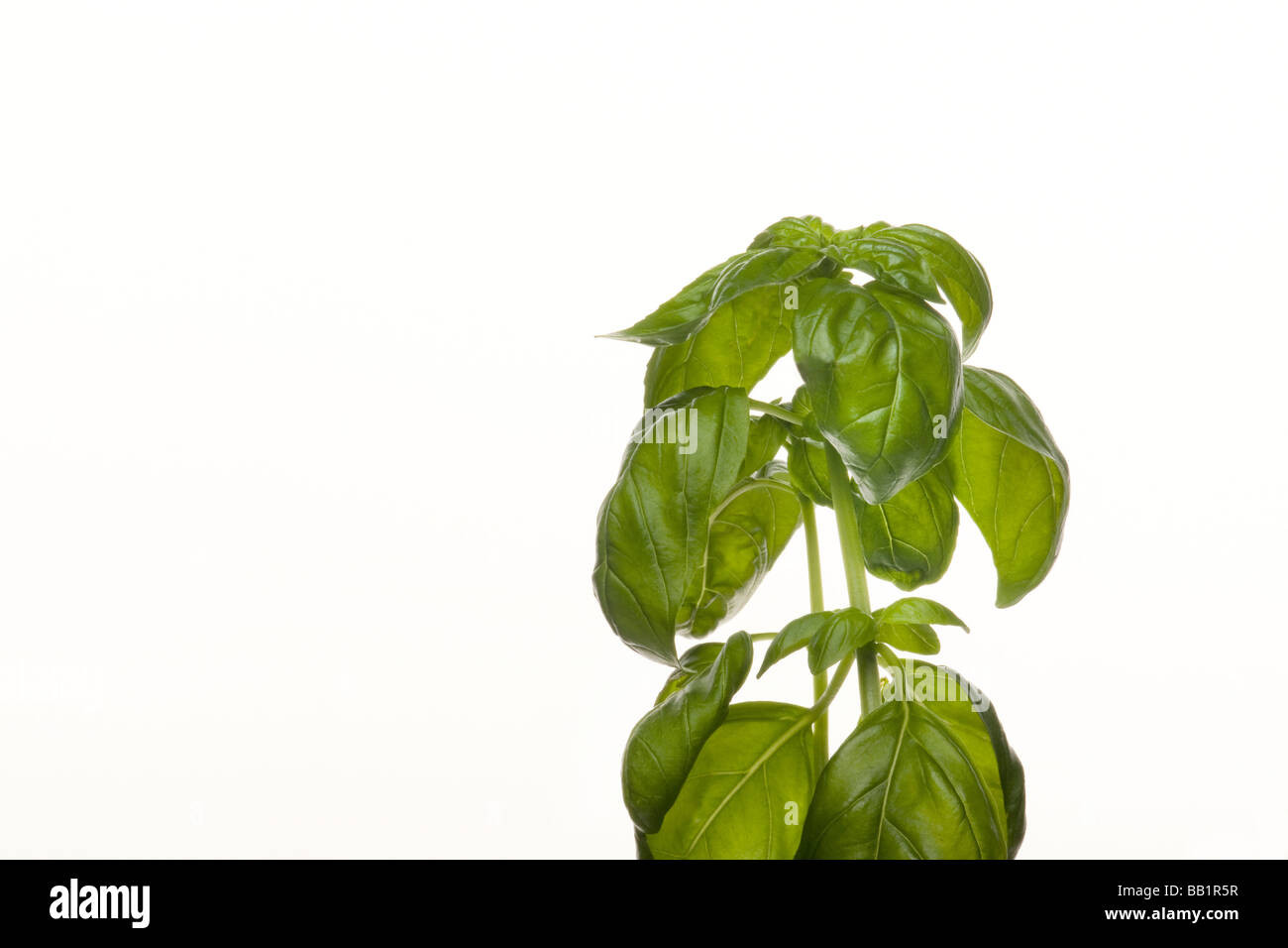 A basil plant as a still life against a white background Stock Photo ...