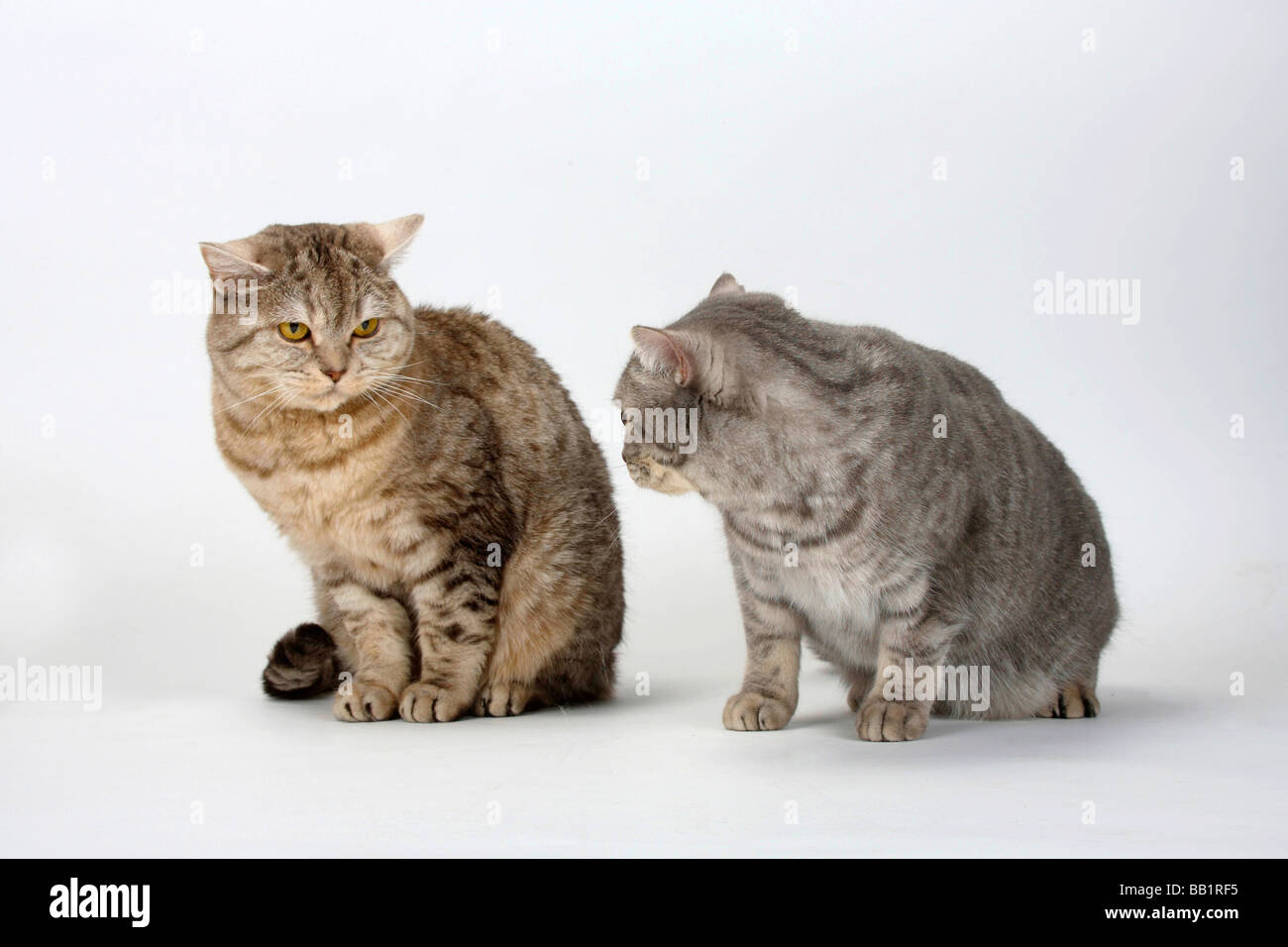 British Shorthair Cats chocolate silver tabby and blue silver tabby Stock Photo