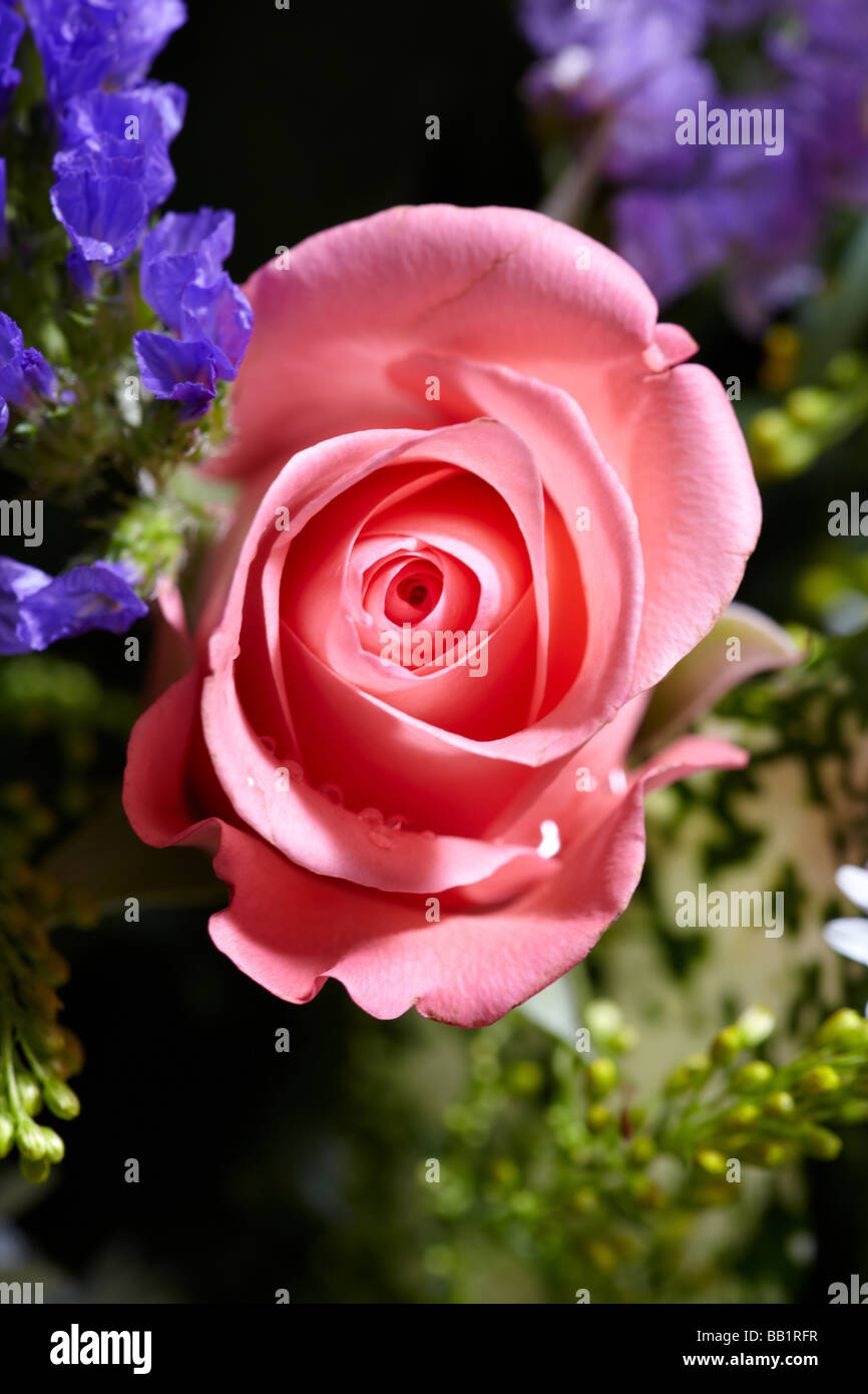 pink rose flower bloom Stock Photo Alamy