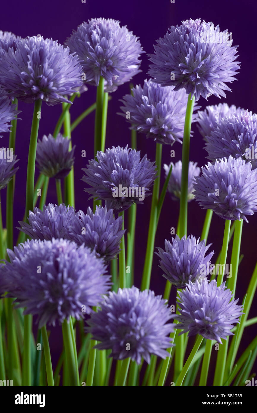 A blossoming Chives plant (Allium schoenoprasum). Pied de ciboulette (Allium schoenoprasum) en fleurs. Stock Photo