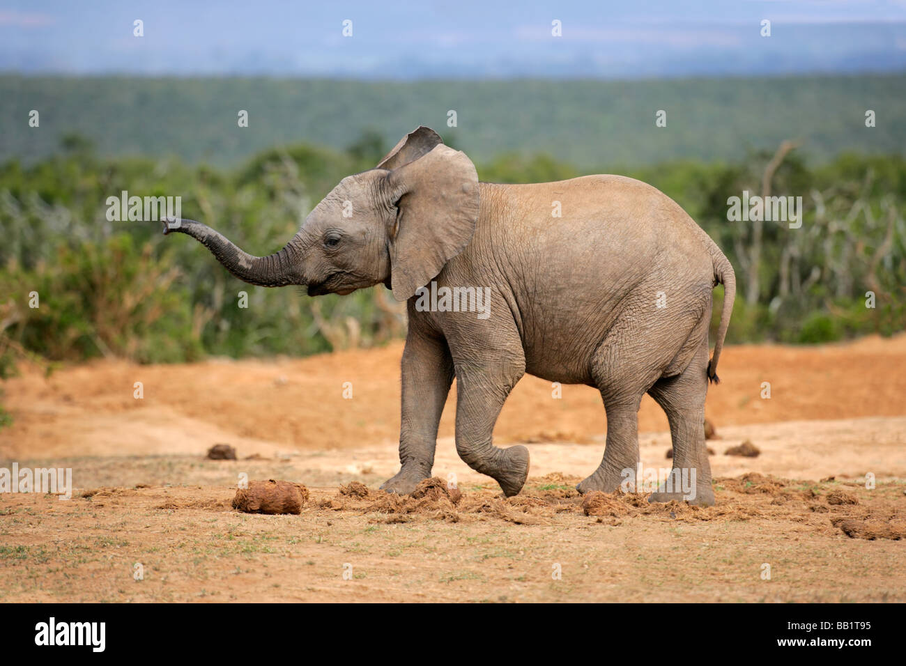 A young African elephant (Loxodonta africana), South Africa Stock Photo