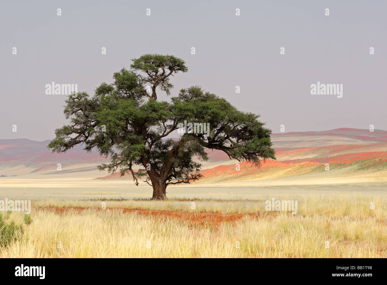 Landscape with an African Acacia tree (Acacia erioloba), Sossusvlei, Namibia, southern Africa Stock Photo
