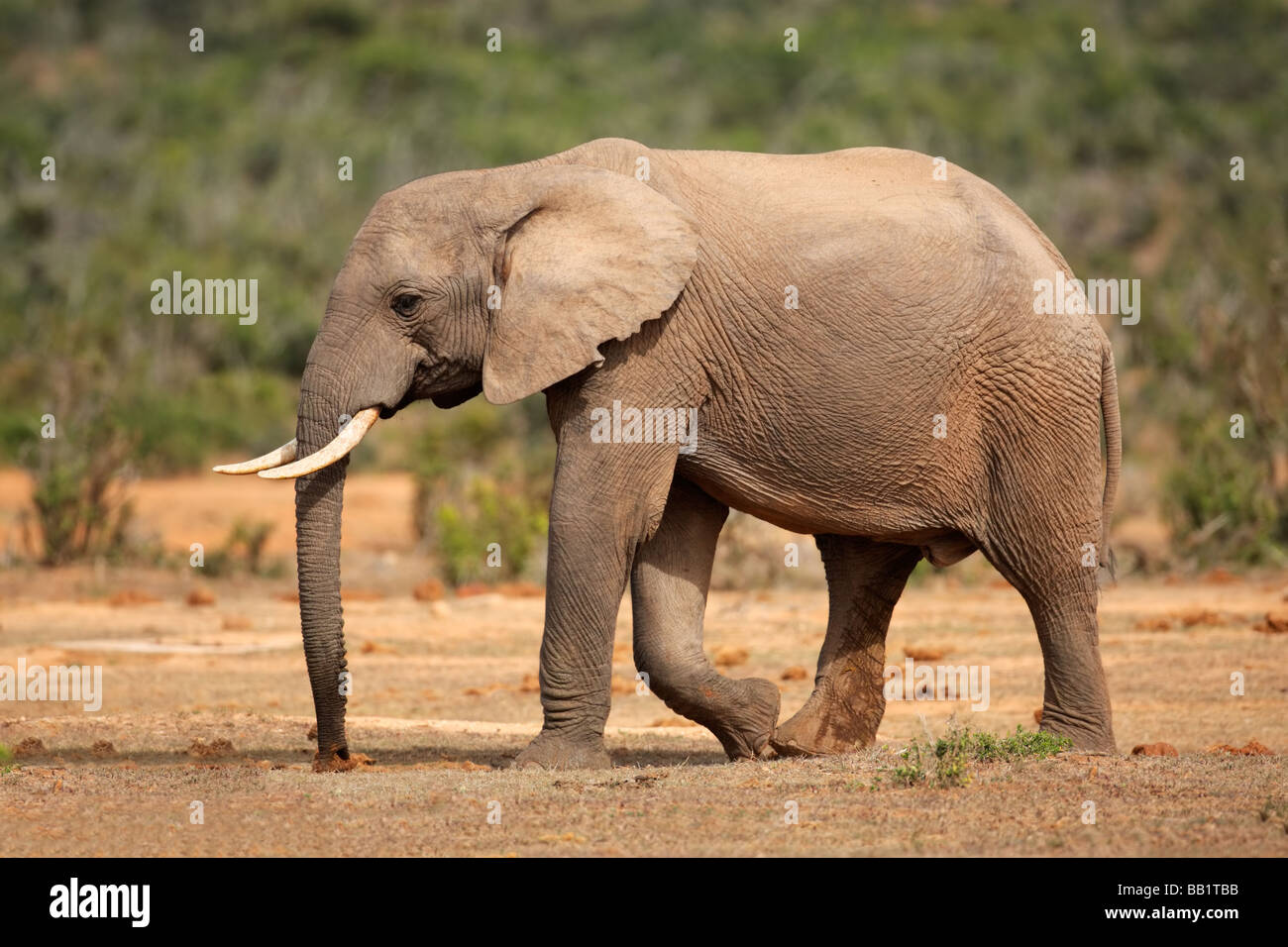 Walking African elephant (Loxodonta africana), South Africa Stock Photo
