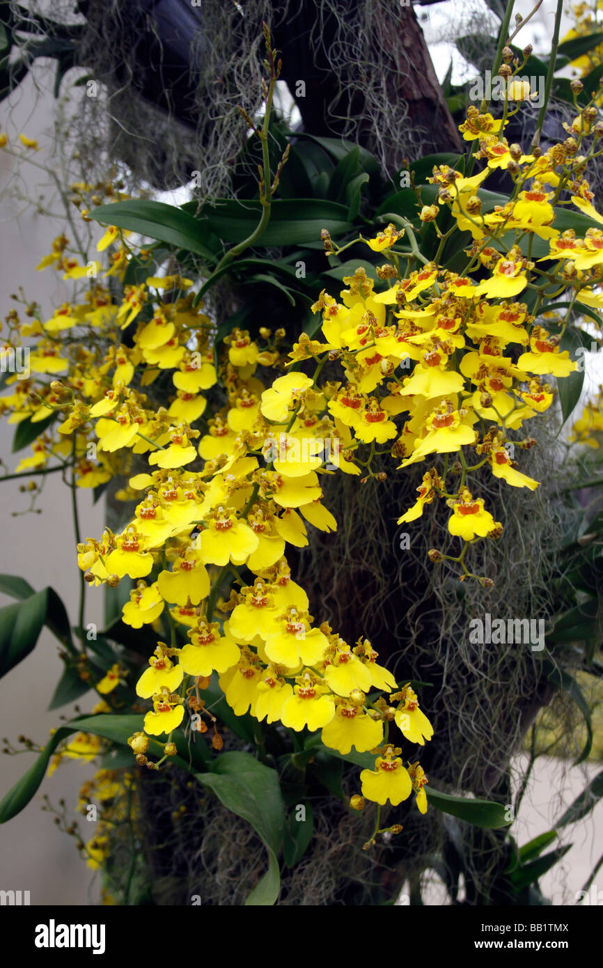 Oncidium hybrid orchid yellow hi-res stock photography and images - Alamy