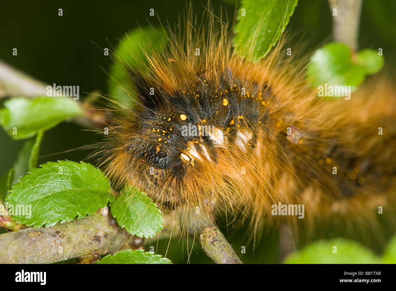Close-up of a Drinker moth (Philudoria potatoria) caterpillar on a hawthorn (Crataegus monogyna) branch Stock Photo
