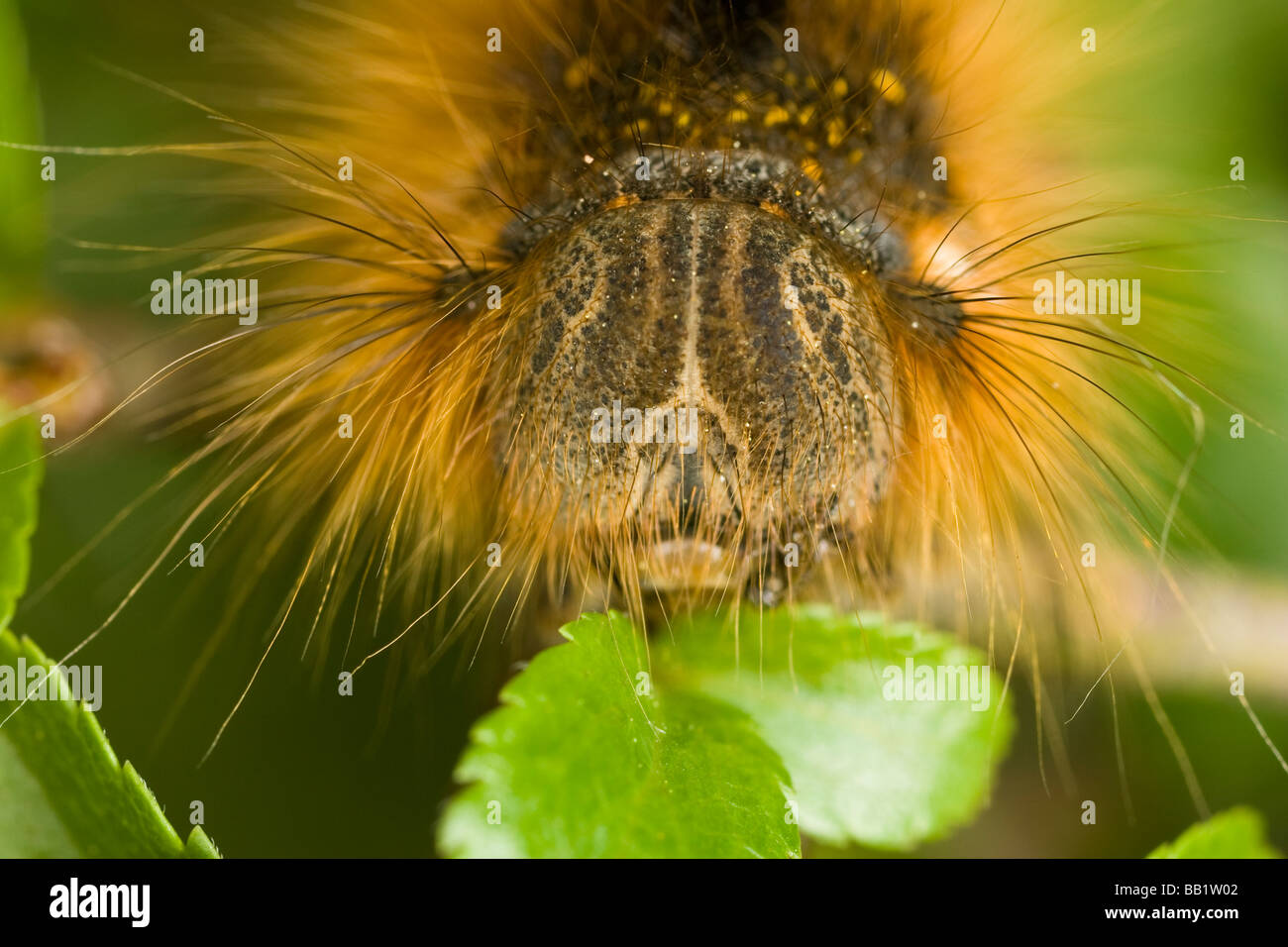 Close-up of a Drinker moth (Philudoria potatoria) caterpillar Stock Photo