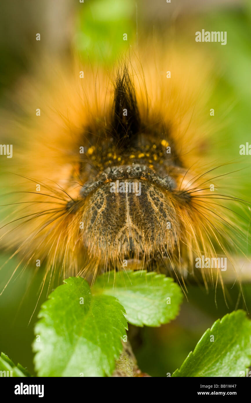 Close-up of a Drinker moth (Philudoria potatoria) caterpillar Stock Photo