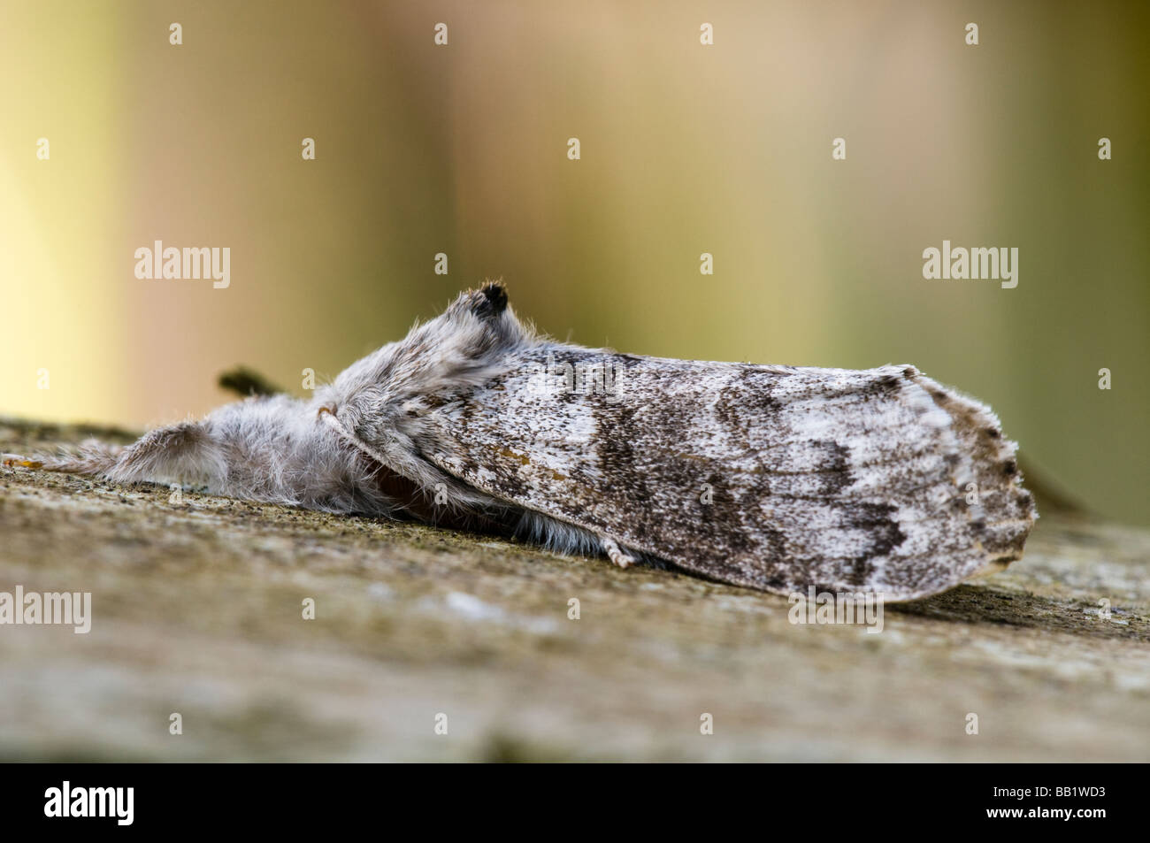 Pale Insect Pale insect hi-res stock photography and images - Alamy