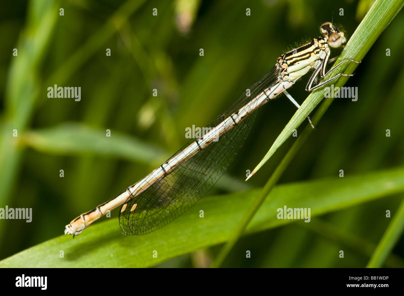 White Legged Damselfly Stock Photo - Alamy