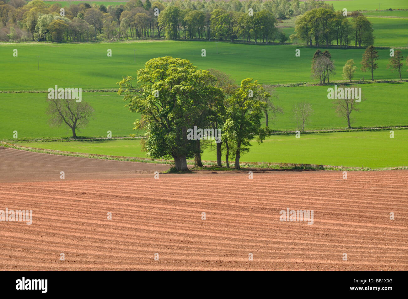 Red and green fields near Kirriemuir Scotland Stock Photo Alamy