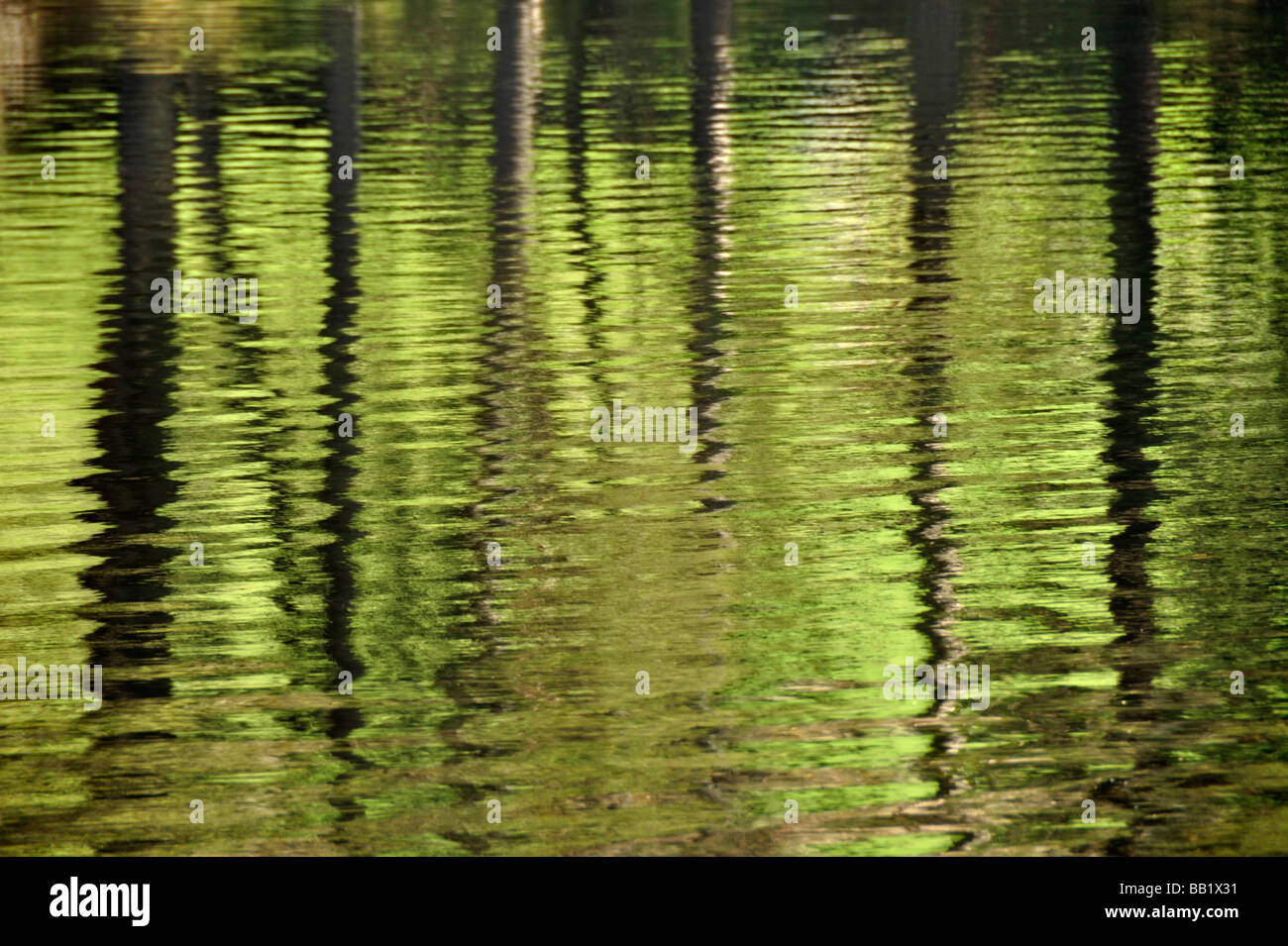 Water ripples reflections trees hi-res stock photography and images - Alamy