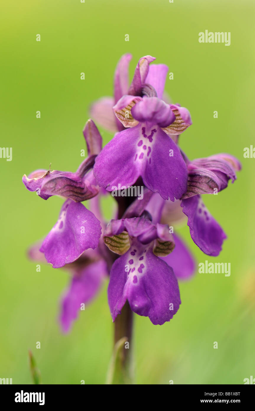 Green-winged Orchid (Orchis morio) Stock Photo