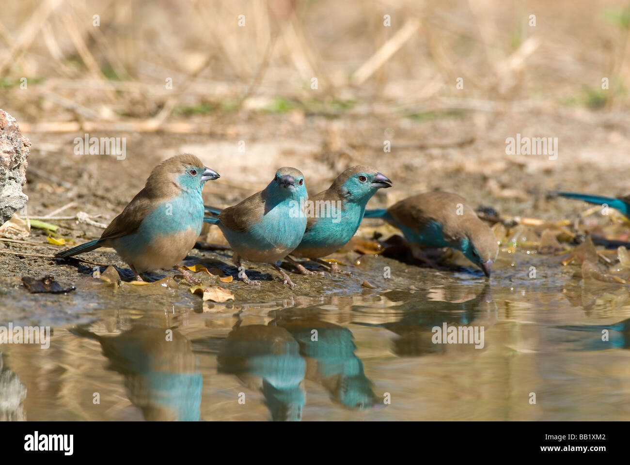A small flock of Blue Waxbills (Uraeginthus angolensis) drinking, Kruger National Park, South Africa Stock Photo