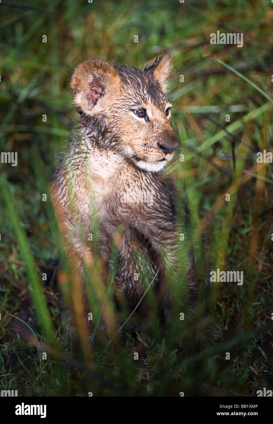 Wet Lion cub (Panthera Leo) in Okavango swamp, Chiefs Island, Moremi National Park, Botswana Stock Photo