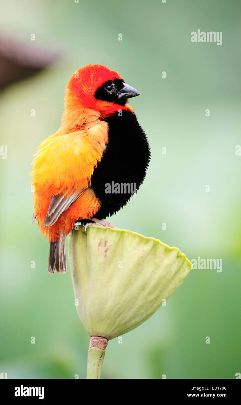 Southern Red Bishop bird on lily flower seed head, Durban, KwaZulu-Natal Province, South Africa Stock Photo