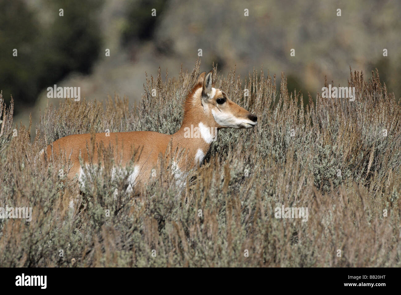 Pronghorn Antelope Antilocapra americana female standing in the sage brush in the fall Stock Photo