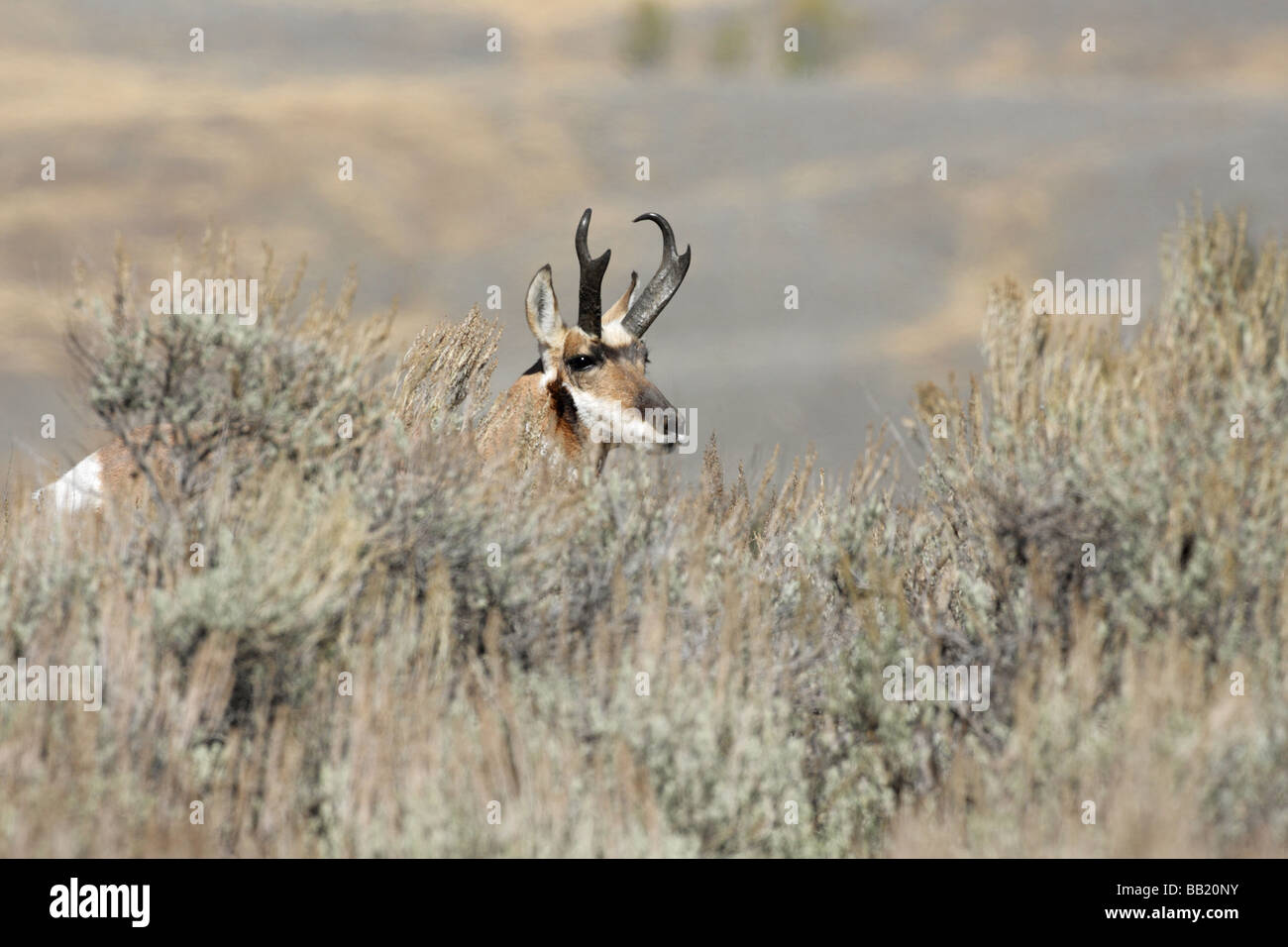 Pronghorn Antelope Antilocapra americana male standing in the sage brush in the fall Stock Photo