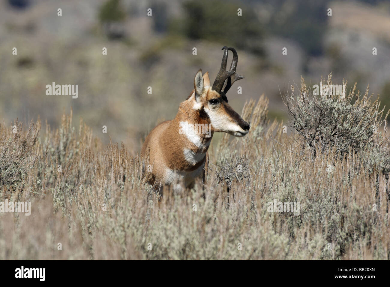 Pronghorn Antelope Antilocapra americana male standing in the sage brush in the fall Stock Photo