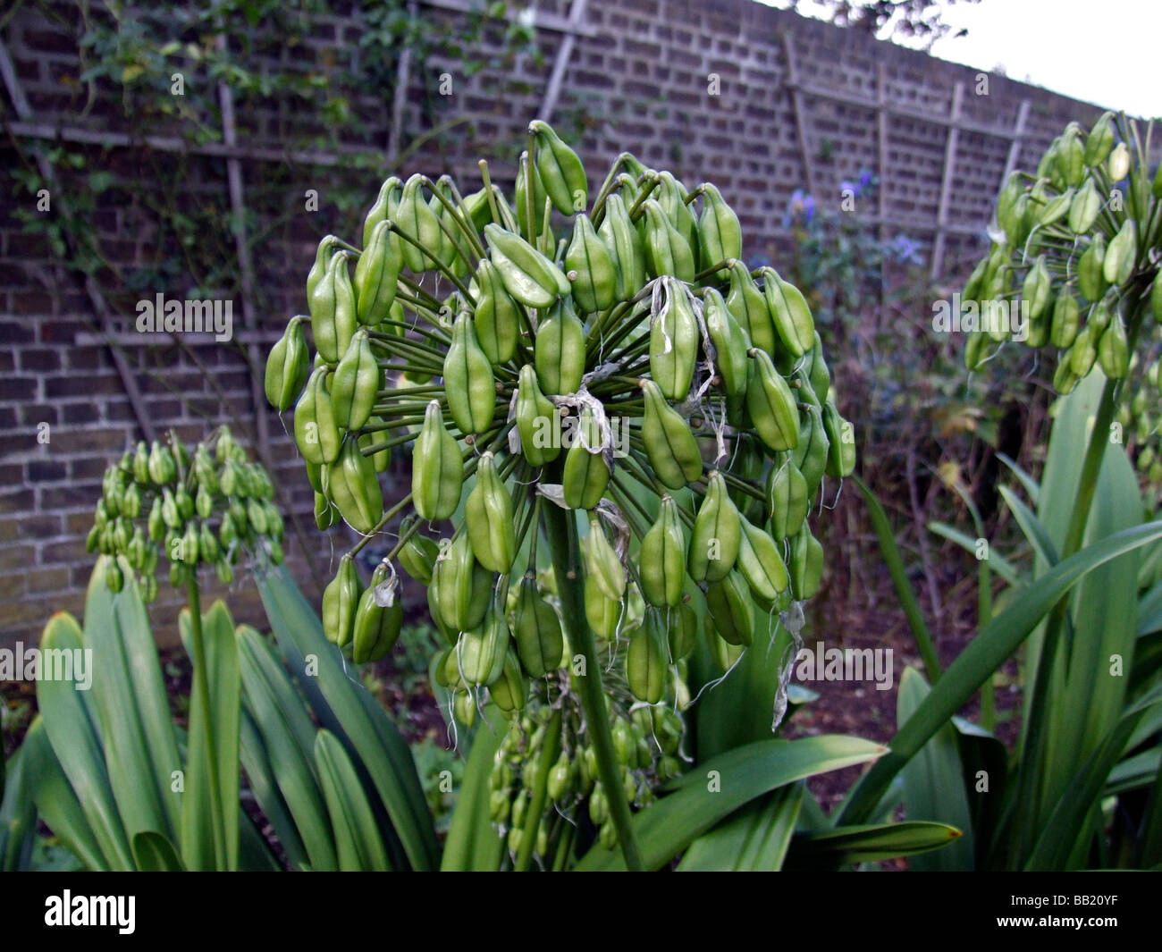 Seedhead of Agapanthus campanulatus, African Blue Lily Stock Photo