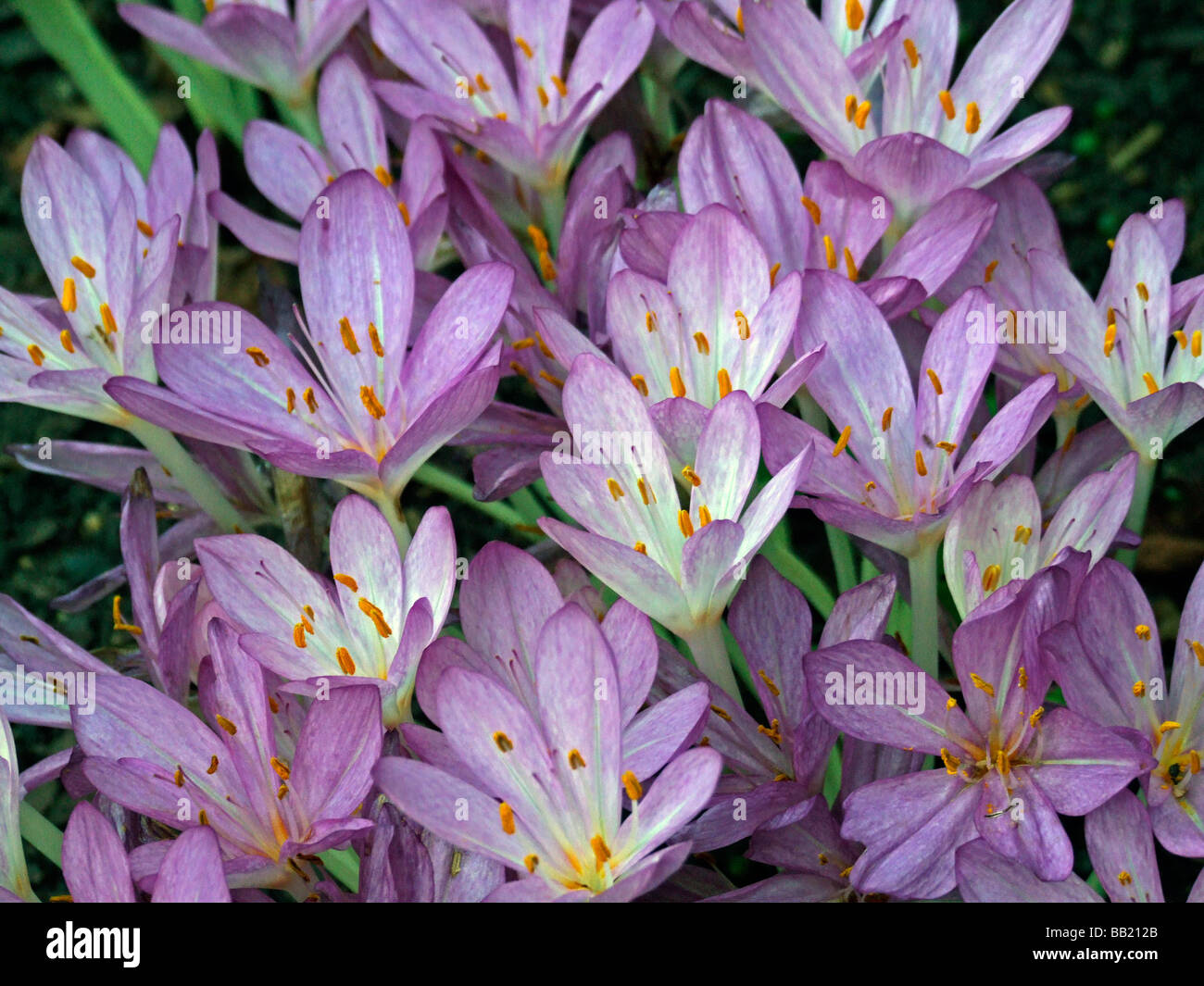 Plant purple autumn crocus hi-res stock photography and images - Alamy
