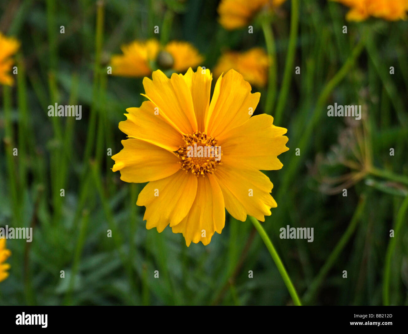 Coreopsis hi-res stock photography and images - Alamy