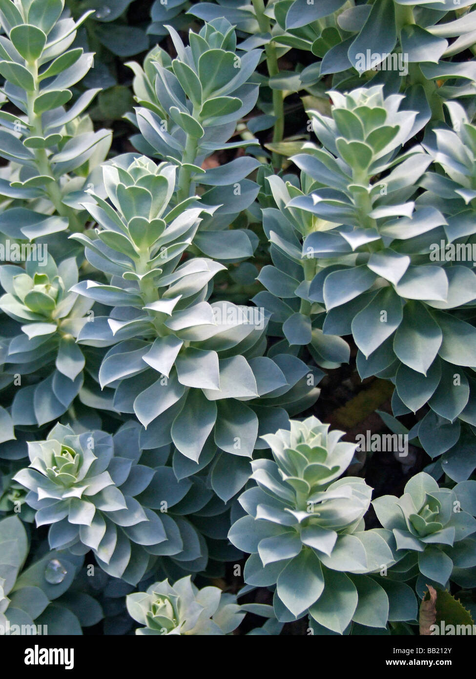Euphorbia myrsinites Stock Photo
