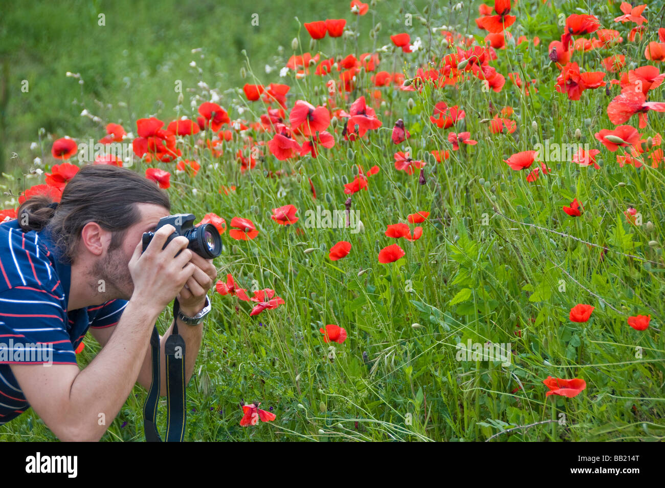 Photographing a red poppy flowers field Stock Photo - Alamy