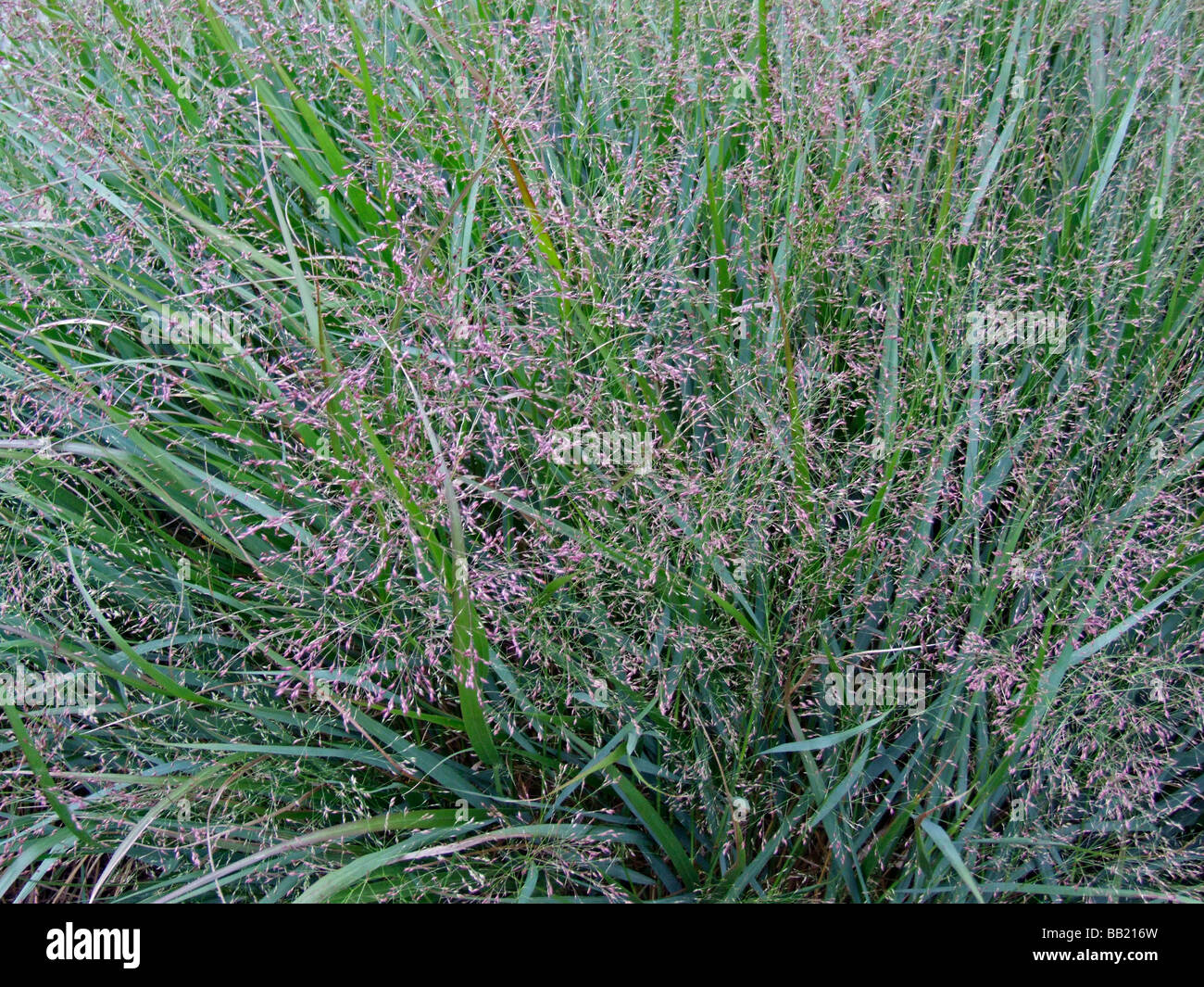 Panicum virgatum 'Warrior' or Switch grass Stock Photo