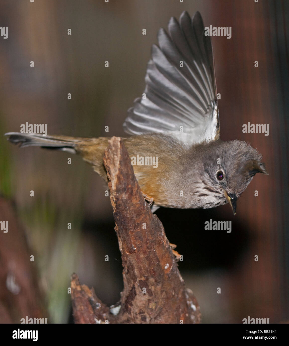 Stripe Throated Yuhina (yuhina gularis) Stock Photo